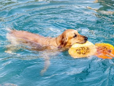 Swimming Pool Common (2) (Large)