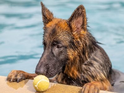 Swimming Pool Common (3) (Large)