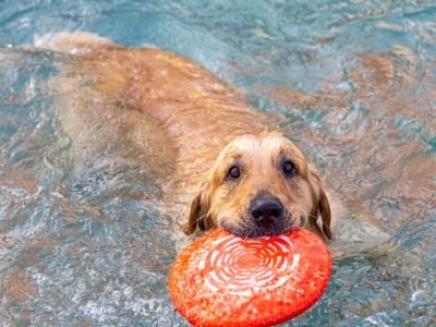 Swimming Pool Common (4) (Large)