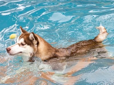 Swimming Pool Common (5) (Large)