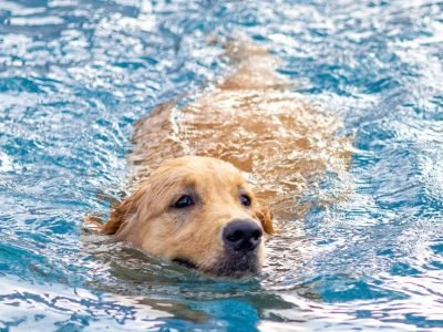 Swimming Pool Common (6) (Large)