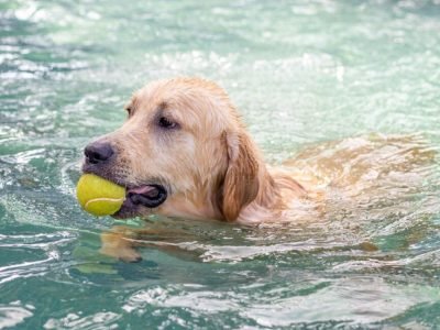 Swimming Pool Common (Large)