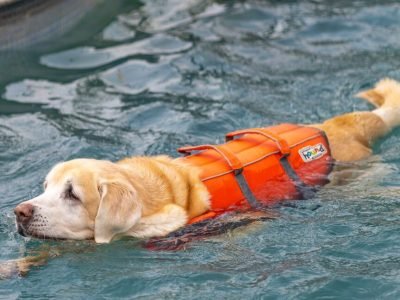 Swimming Pool Whitefield (Large)