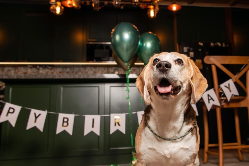 Dog Birthday Party celebration at Therpup Dog Café & Resort