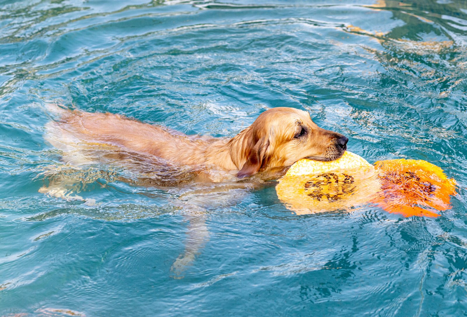 Dog Swimming in Bangalore: Fun, Fitness, and Hydrotherapy at Therpup