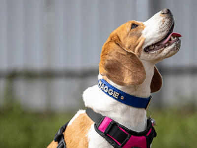 Img1-Boarding-gallary4-min